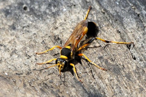Common Mud-dauber Wasp (Sceliphron laetum)